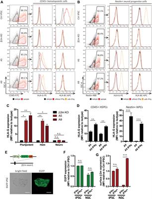 Maintenance of Hypoimmunogenic Features via Regulation of Endogenous Antigen Processing and Presentation Machinery